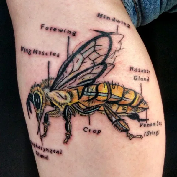 Anatomical bee tattoo