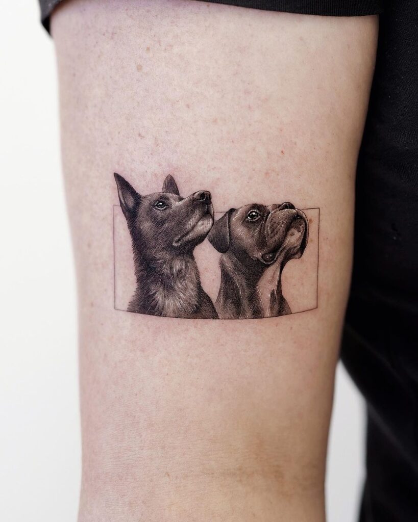 Boxer and dutch shepherd dog face portraits above the elbow dynamic duo