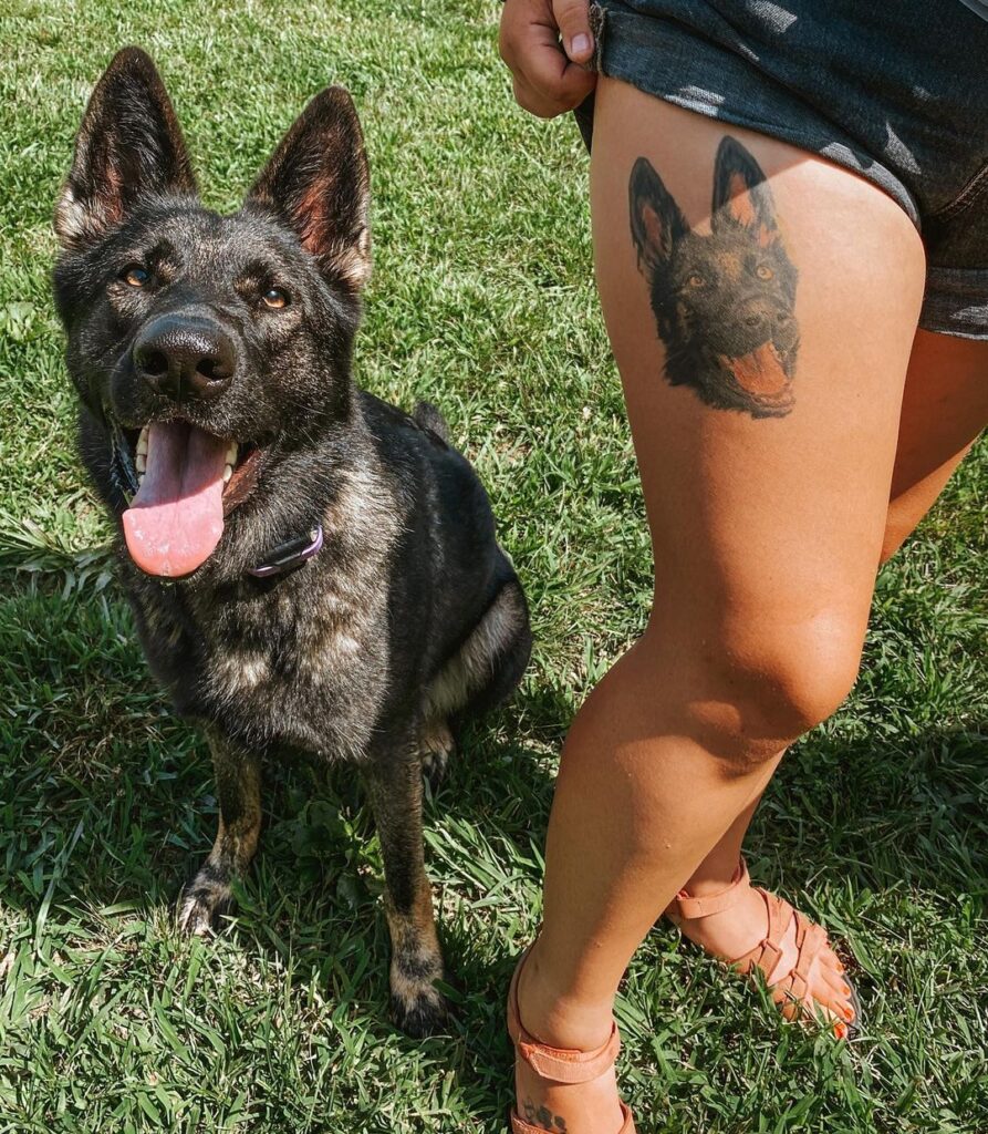Colorful german shepherd dog face portrait on the thigh shepherd's pride
