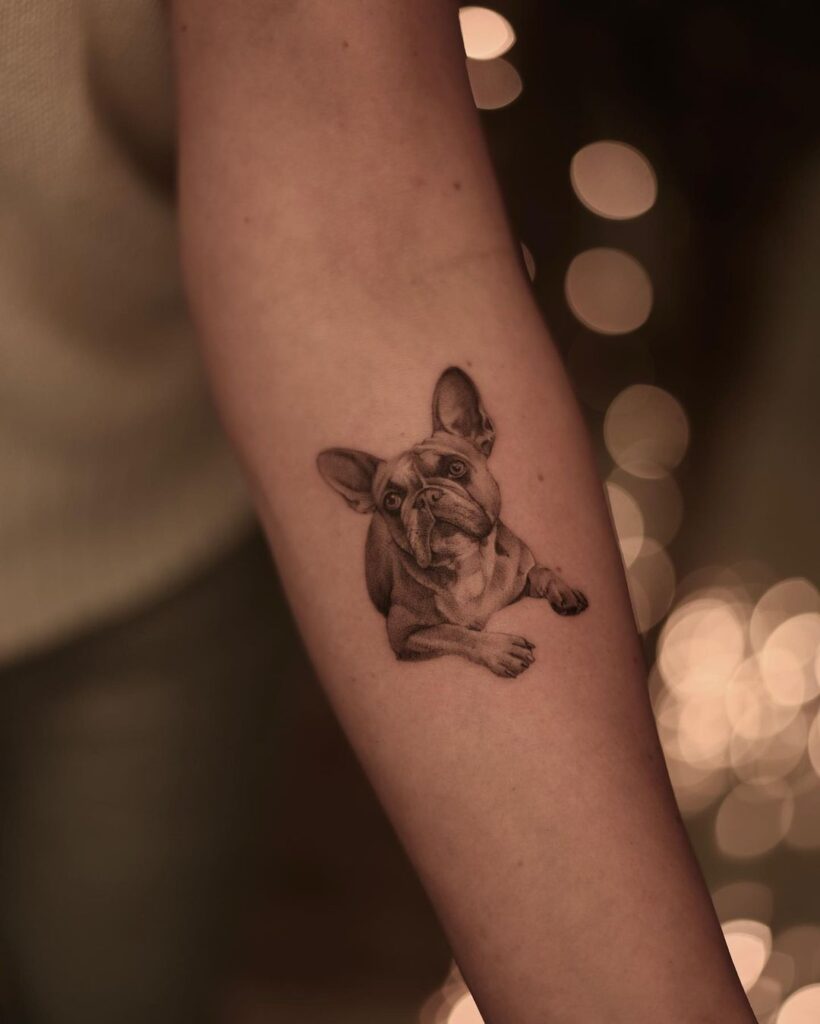 Mini sitting french bulldog full body portrait on the forearm frenchie chic