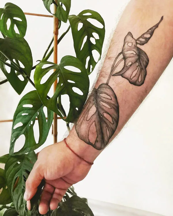 Monstera adansonii tattoo