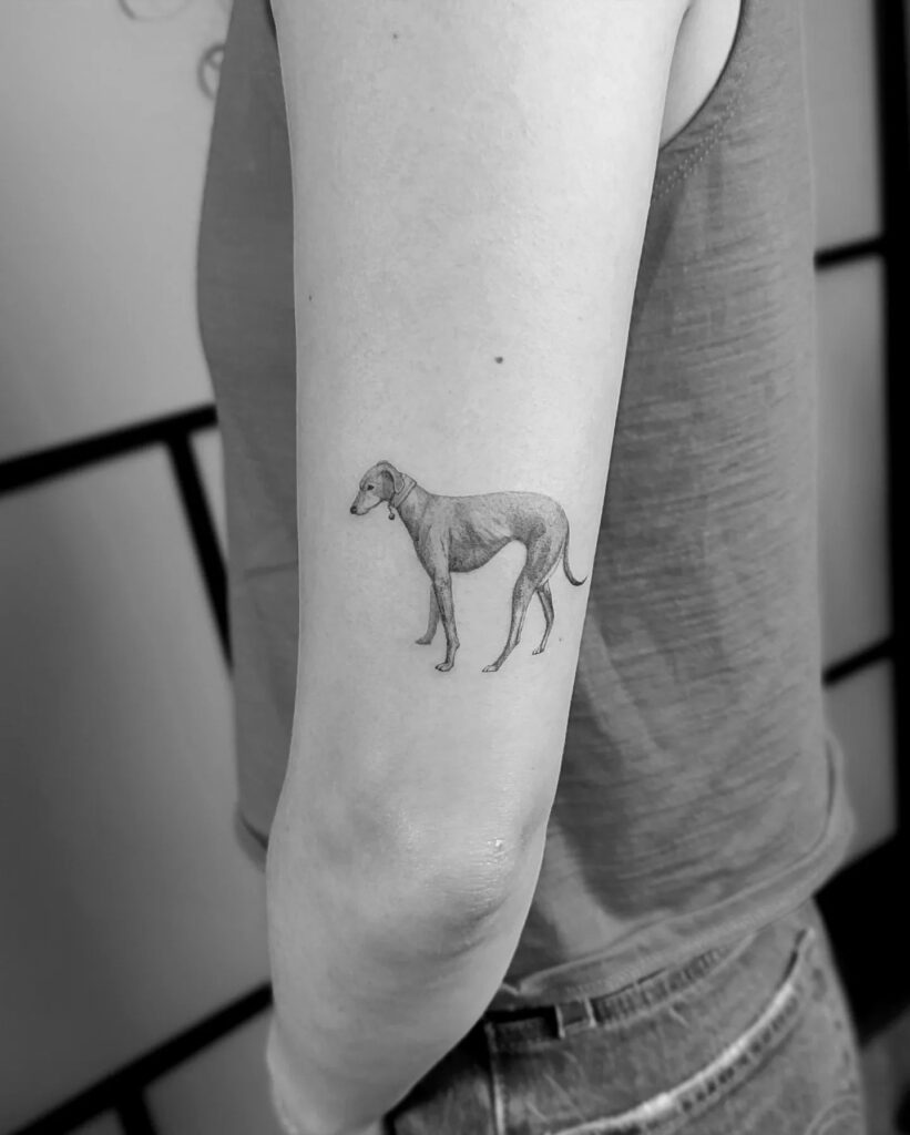 Side View Dog Tattoo in Black and Grey Above the Elbow: Graceful Greyhound